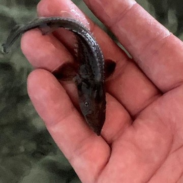 Фото  prirodnadzor.admhmao.ru