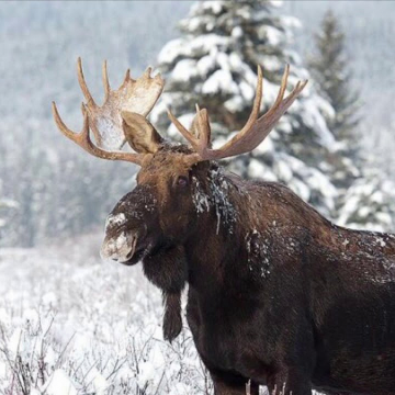 Фото  Природнадзора Югры