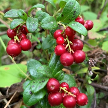 Фото Л. Теткиной 